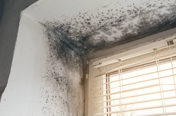 Affordable Attic Mold Remediation solutions in Sanford, VA